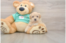 Maltipoo Puppy for Adoption