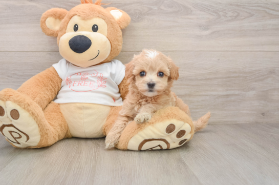 Cute Maltipoo Baby