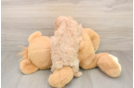 Friendly Maltipoo Baby