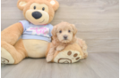 Maltipoo Puppy for Adoption