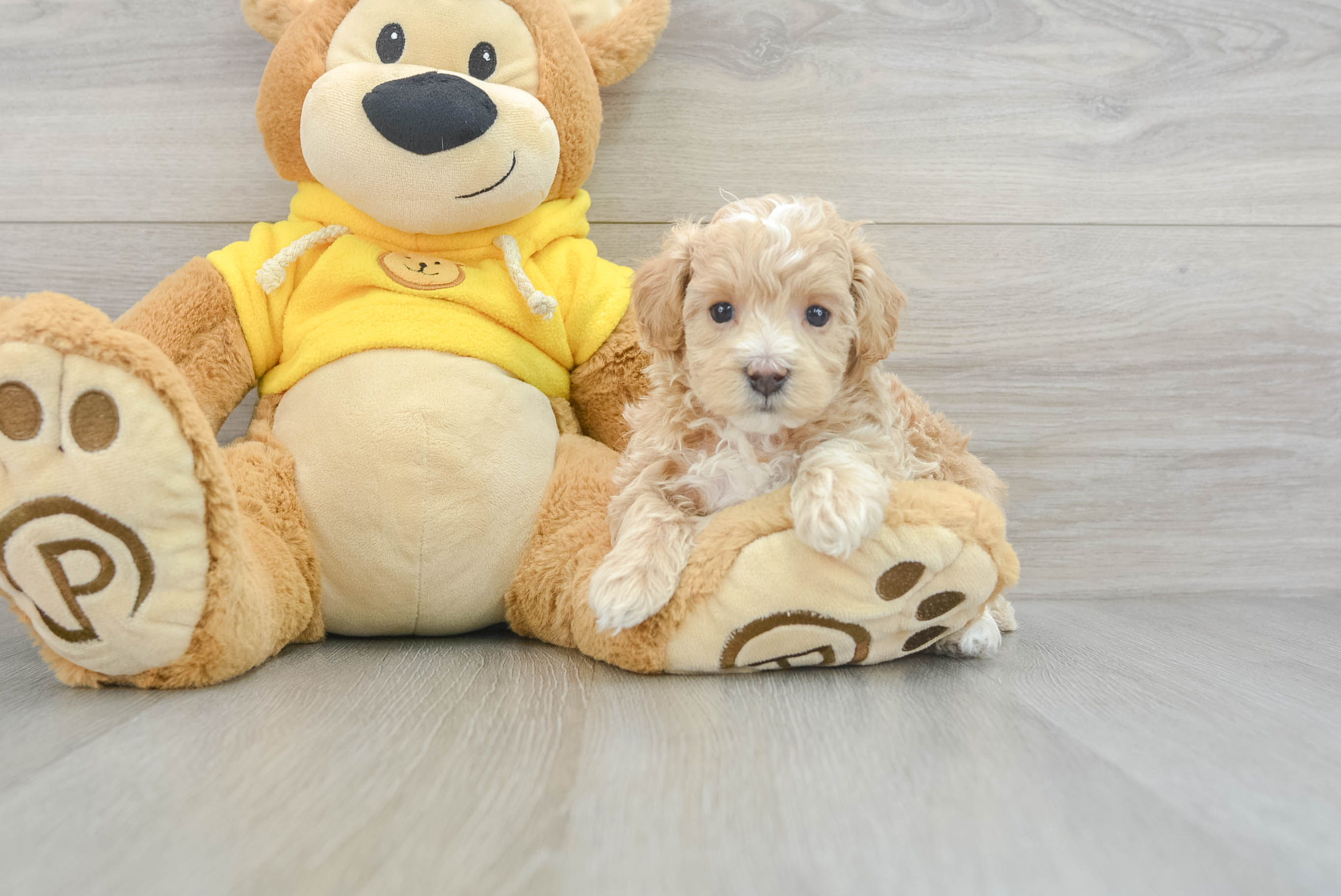 Small Maltipoo Baby
