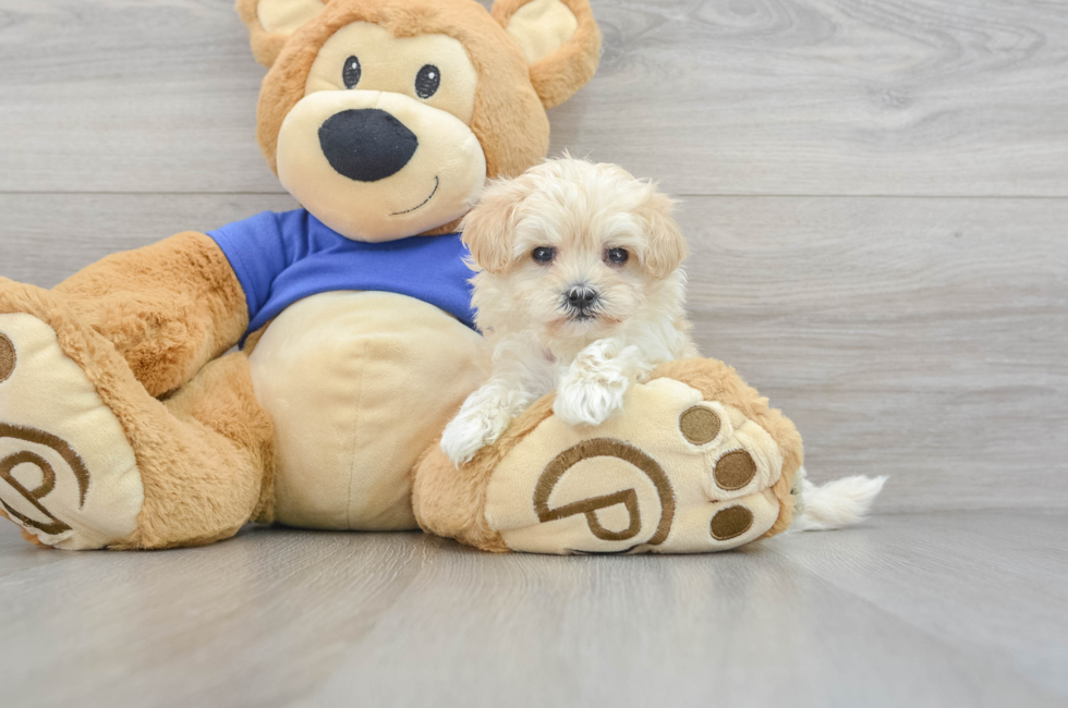 6 week old Maltipoo Puppy For Sale - Puppy Love PR