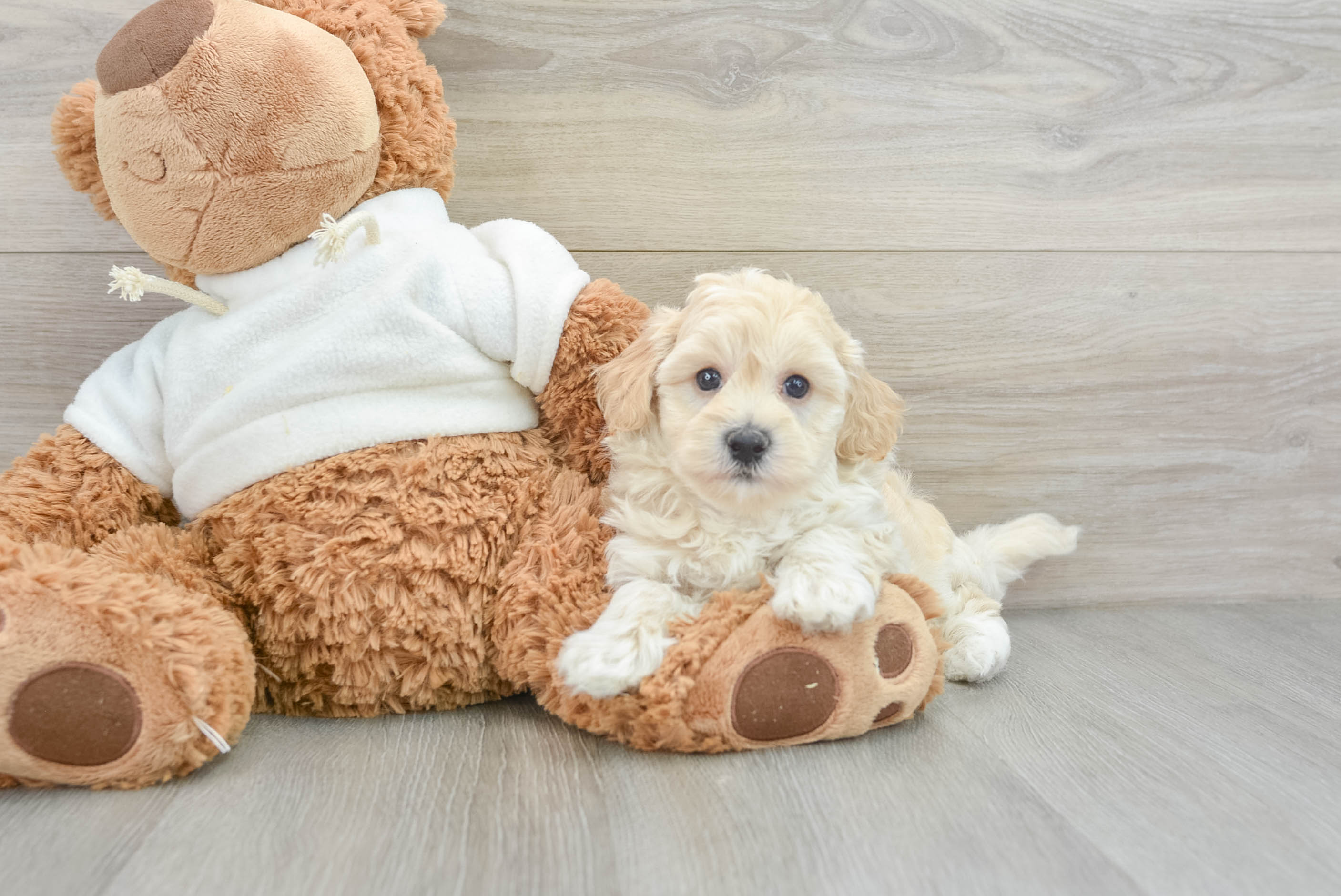 Petite Maltipoo Poodle Mix Pup