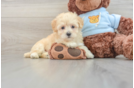 Happy Maltipoo Baby