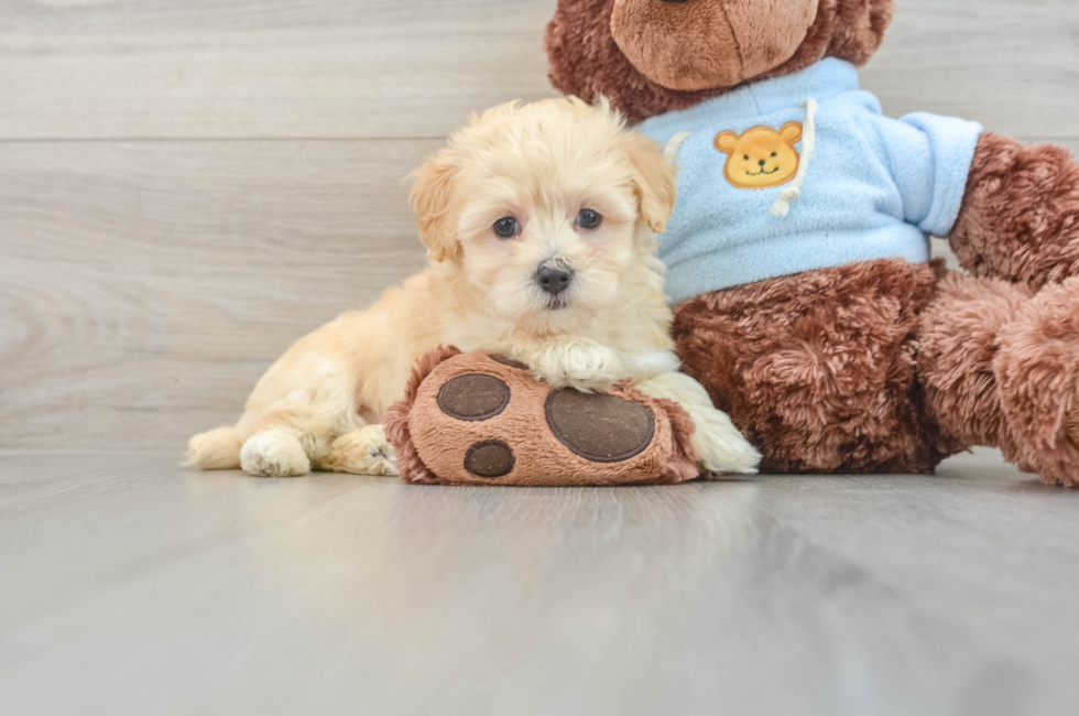 7 week old Maltipoo Puppy For Sale - Puppy Love PR