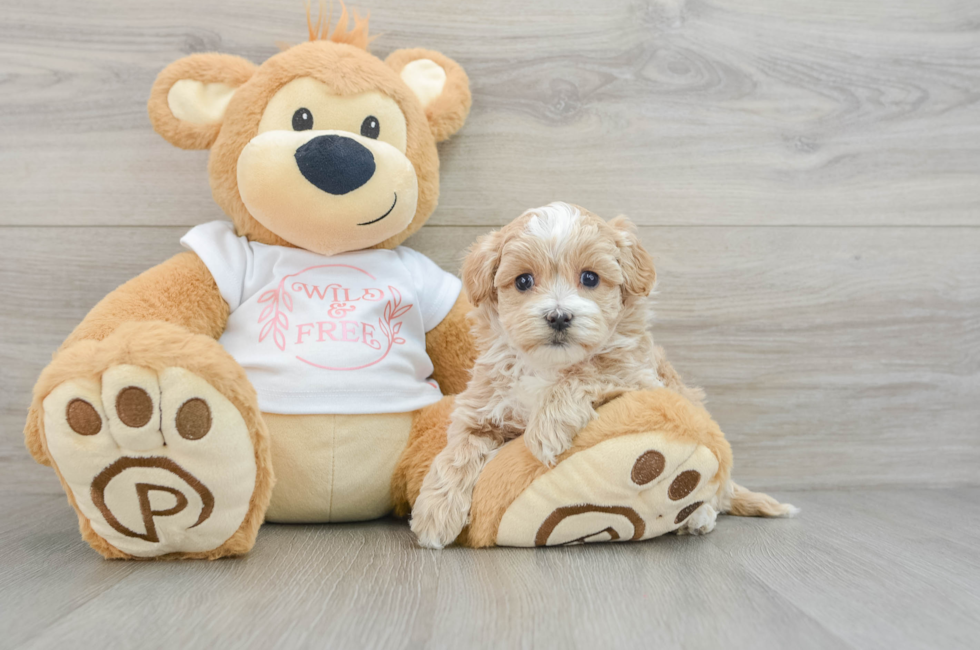 6 week old Maltipoo Puppy For Sale - Puppy Love PR