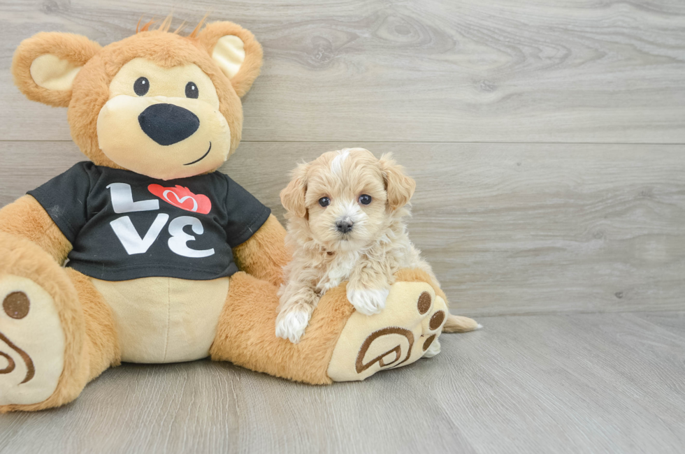 6 week old Maltipoo Puppy For Sale - Puppy Love PR