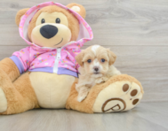 9 week old Maltipoo Puppy For Sale - Puppy Love PR