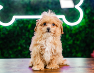 10 week old Maltipoo Puppy For Sale - Puppy Love PR