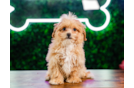 Maltipoo Pup Being Cute