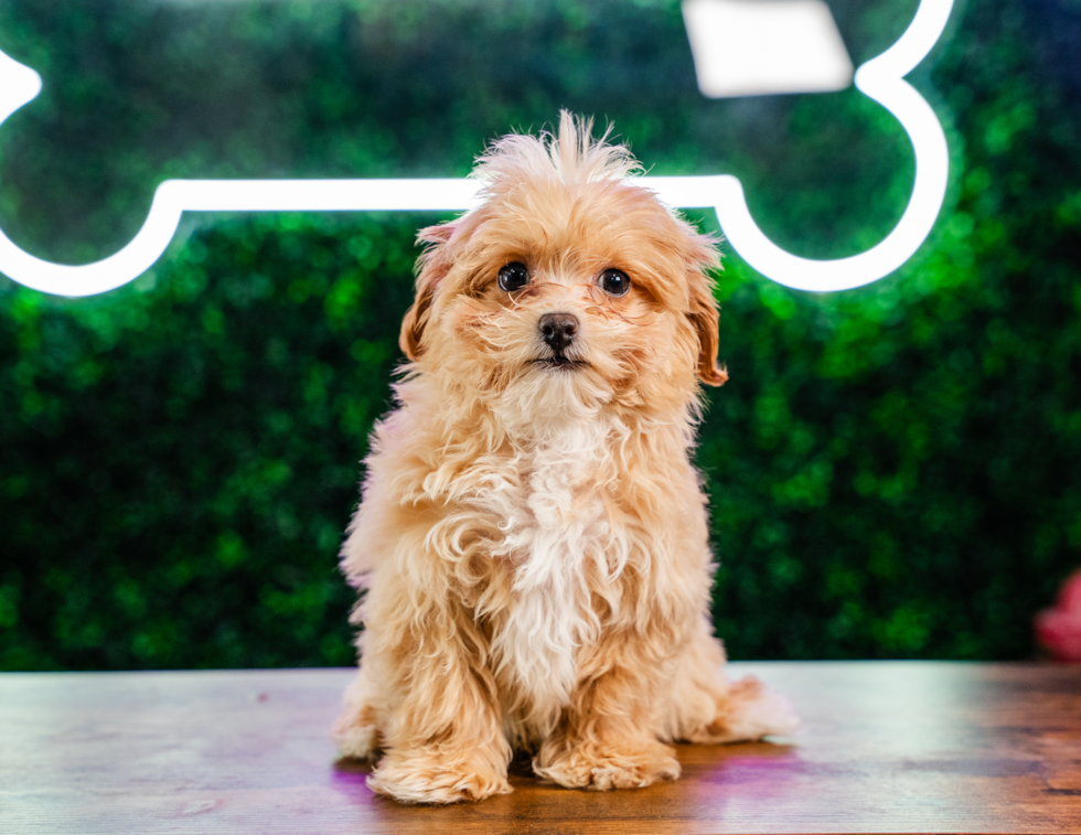 Maltipoo Pup Being Cute
