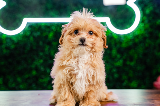 Maltipoo Pup Being Cute
