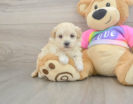 8 week old Maltipoo Puppy For Sale - Puppy Love PR