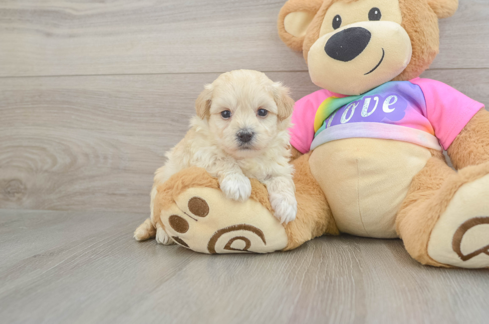 5 week old Maltipoo Puppy For Sale - Puppy Love PR