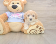 8 week old Maltipoo Puppy For Sale - Puppy Love PR