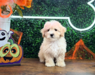10 week old Maltipoo Puppy For Sale - Puppy Love PR