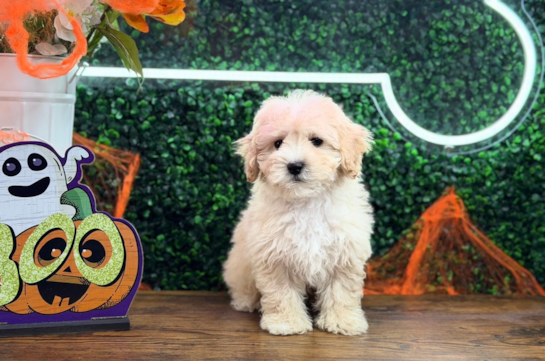 Cute Maltipoo Baby