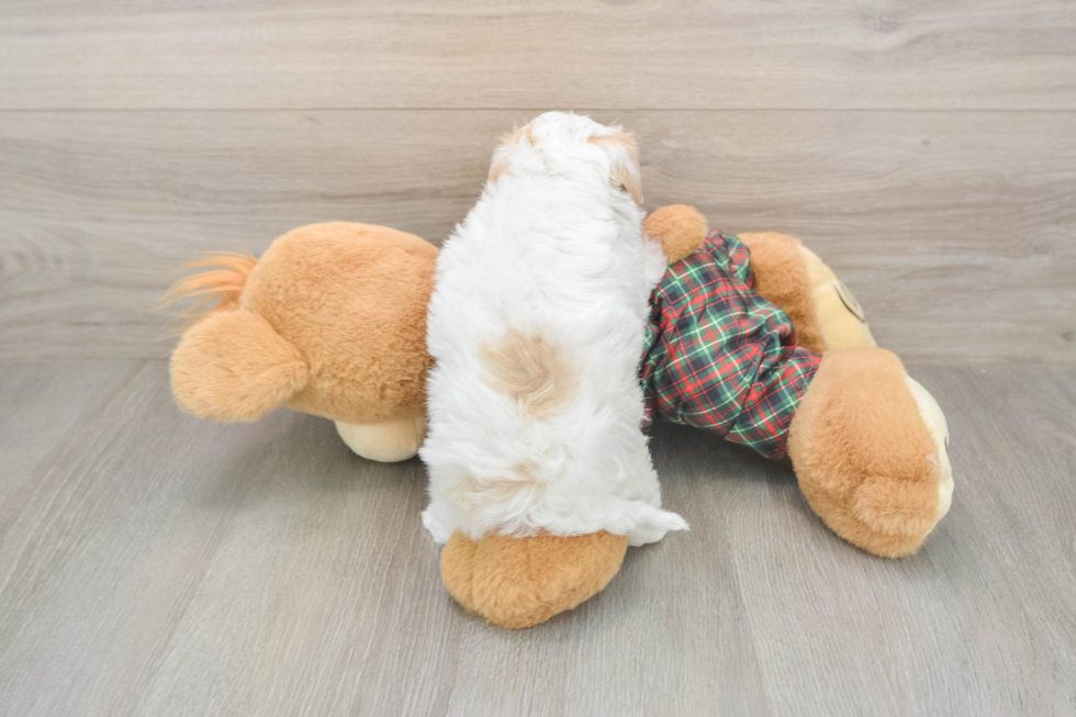 Playful Malt Oodle Poodle Mix Puppy