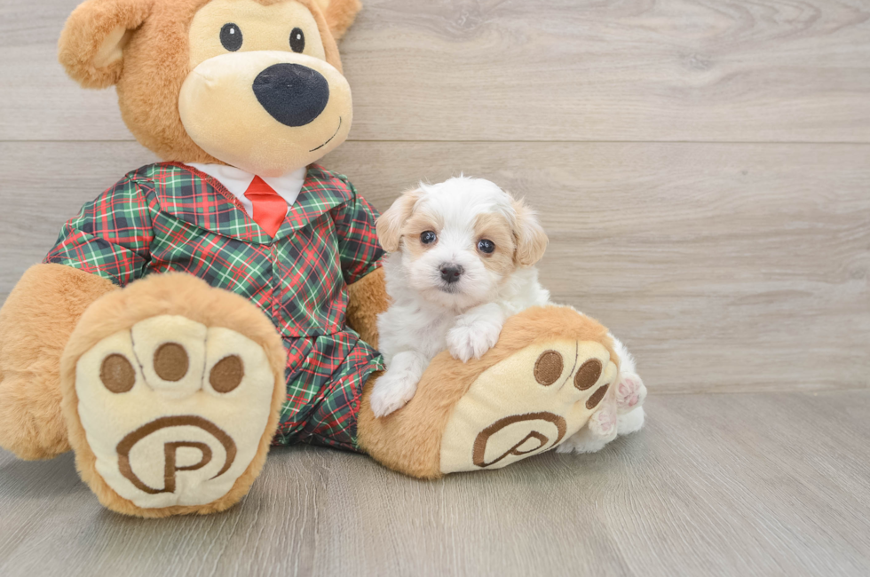 5 week old Maltipoo Puppy For Sale - Puppy Love PR