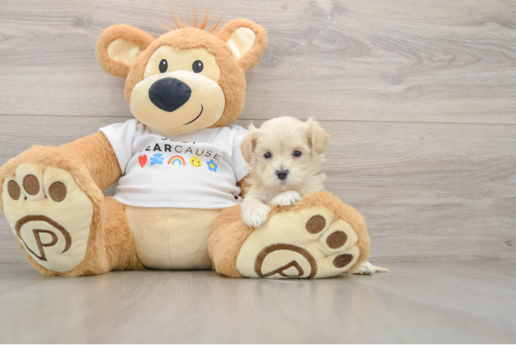 Maltipoo Pup Being Cute