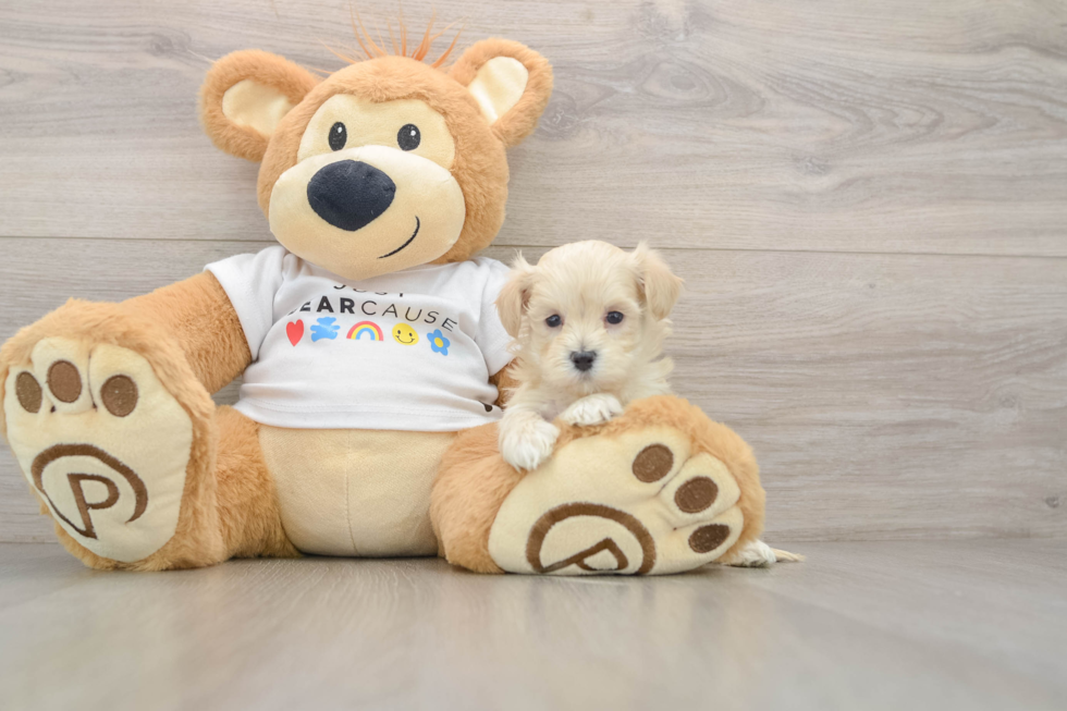 Maltipoo Pup Being Cute