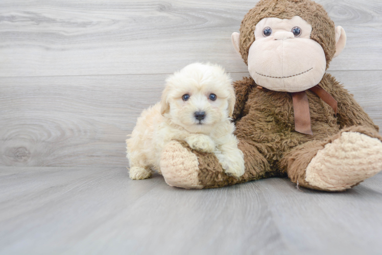 Cute Maltepoo Poodle Mix Puppy