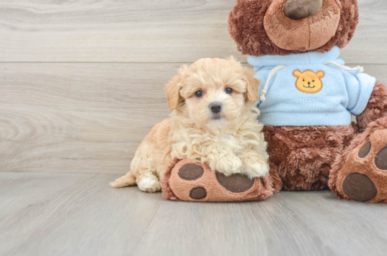 Smart Maltipoo Poodle Mix Pup