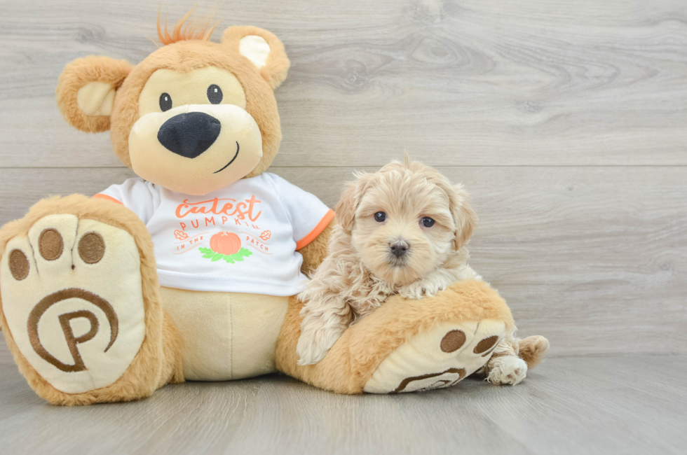 5 week old Maltipoo Puppy For Sale - Puppy Love PR