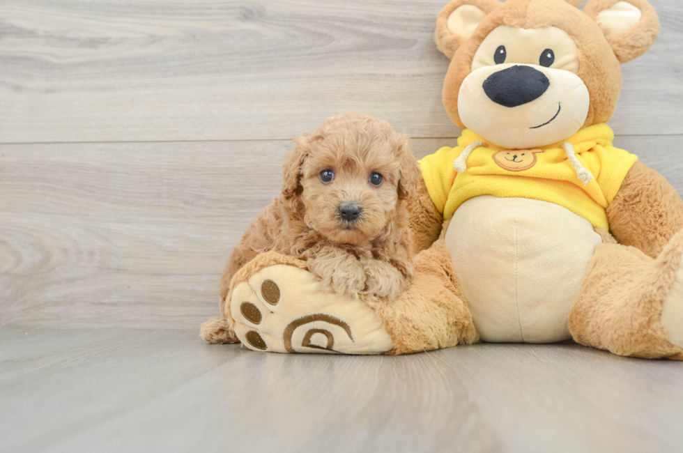 5 week old Maltipoo Puppy For Sale - Puppy Love PR