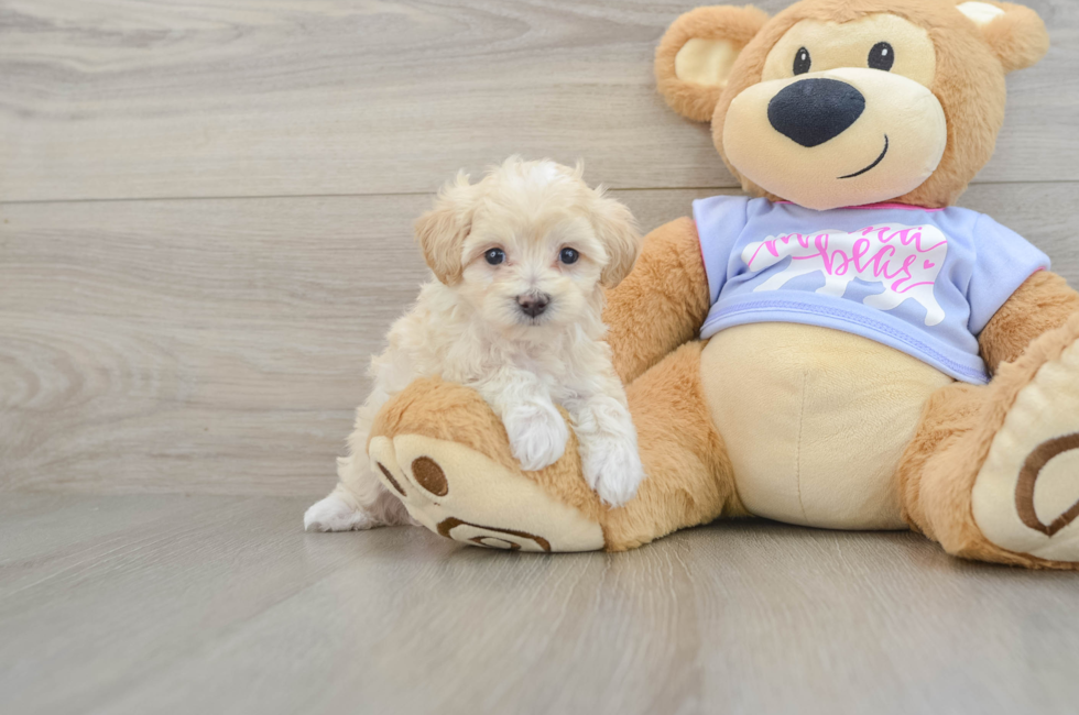 6 week old Maltipoo Puppy For Sale - Puppy Love PR