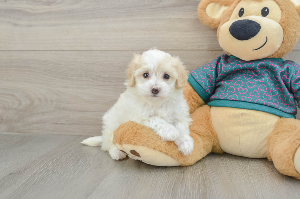 5 week old Maltipoo Puppy For Sale - Puppy Love PR