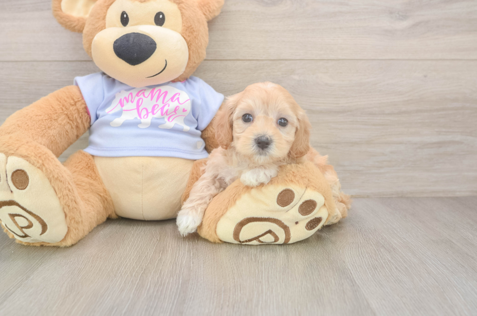 5 week old Maltipoo Puppy For Sale - Puppy Love PR