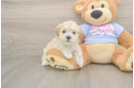 Maltipoo Puppy for Adoption