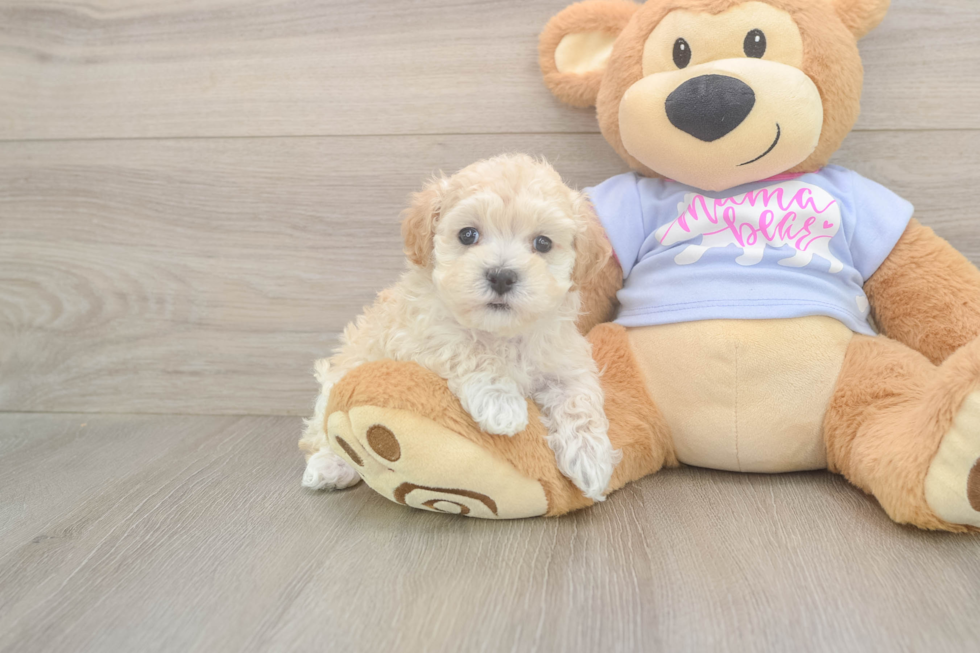 Maltipoo Puppy for Adoption
