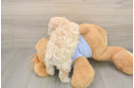 Playful Maltidoodle Poodle Mix Puppy