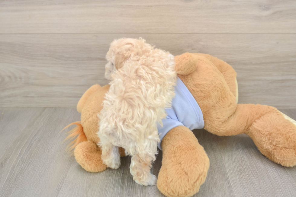 Playful Maltidoodle Poodle Mix Puppy