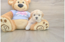 Cute Maltipoo Baby