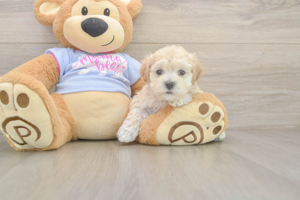 Cute Maltipoo Baby