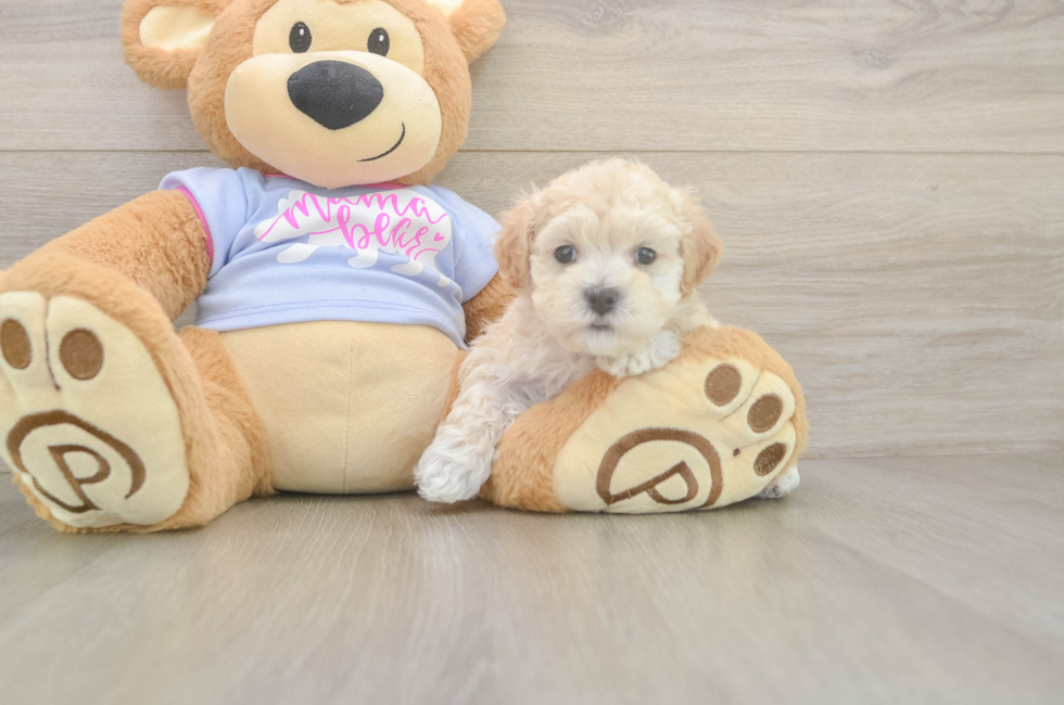 5 week old Maltipoo Puppy For Sale - Puppy Love PR