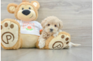 Best Maltipoo Baby