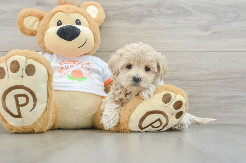 5 week old Maltipoo Puppy For Sale - Puppy Love PR