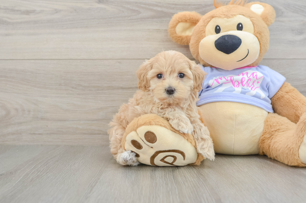 6 week old Maltipoo Puppy For Sale - Puppy Love PR