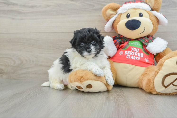 Meet Tokyo - our Maltipoo Puppy Photo 1/3 - Puppy Love PR Best Maltipoo Baby