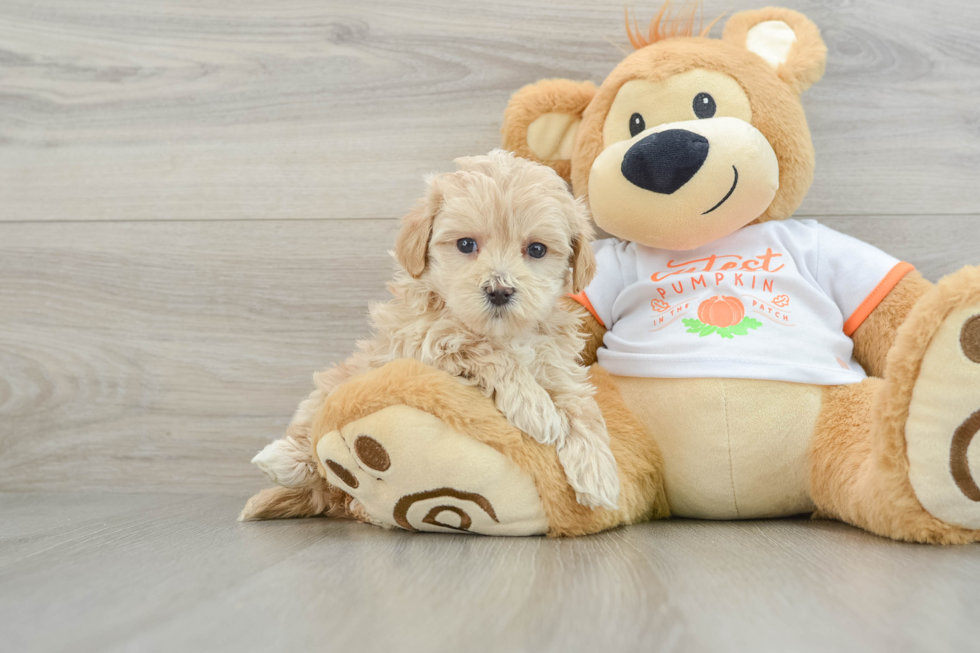 Popular Maltipoo Poodle Mix Pup