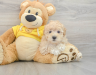 8 week old Maltipoo Puppy For Sale - Puppy Love PR