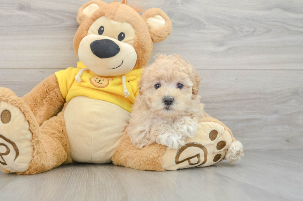 5 week old Maltipoo Puppy For Sale - Puppy Love PR