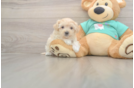 Maltipoo Puppy for Adoption