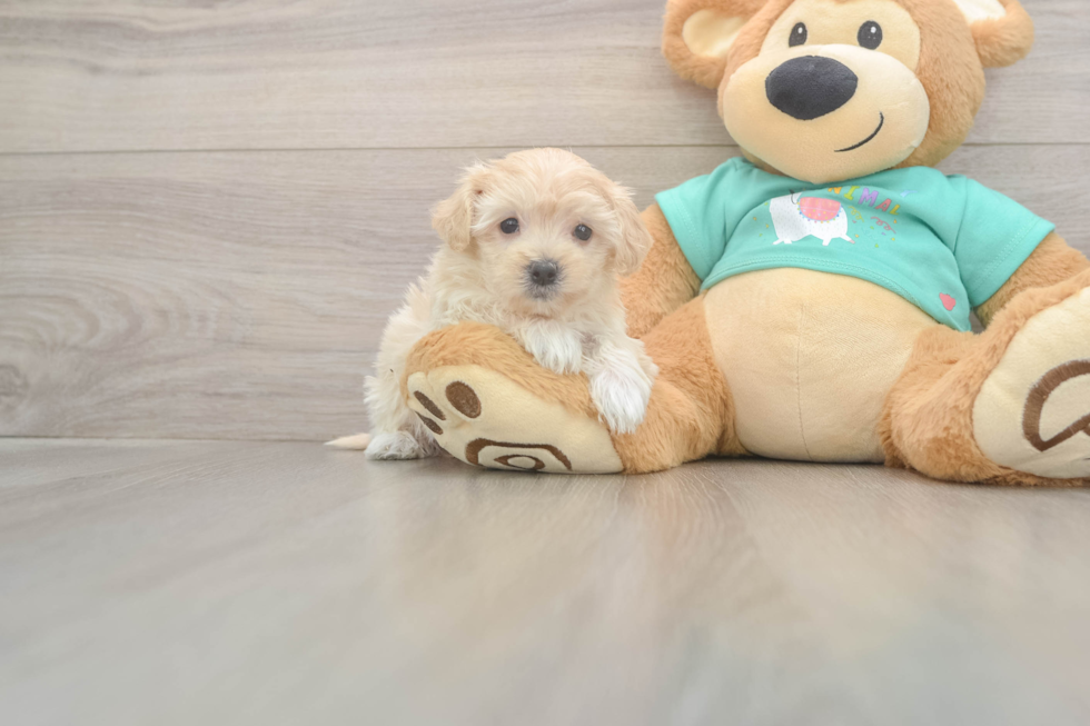 Maltipoo Puppy for Adoption