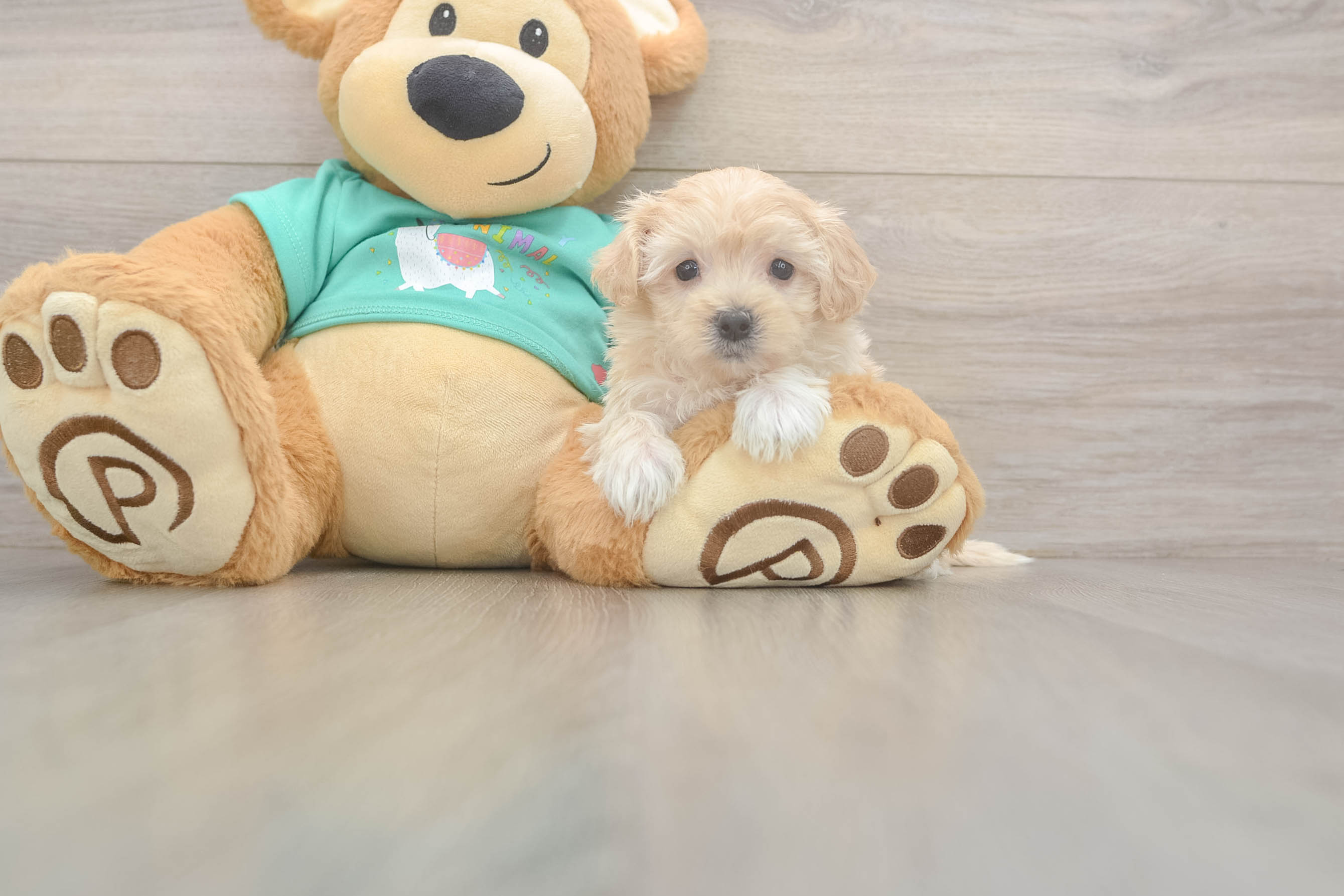 Playful Malt a Poo Poodle Mix Puppy