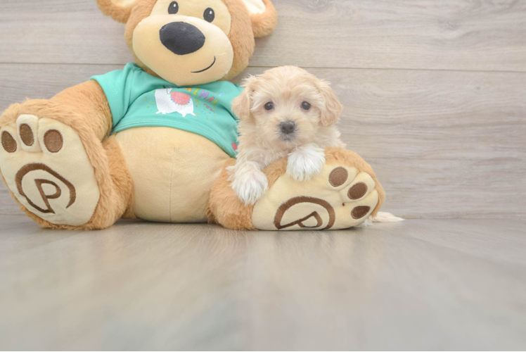 Playful Malt a Poo Poodle Mix Puppy